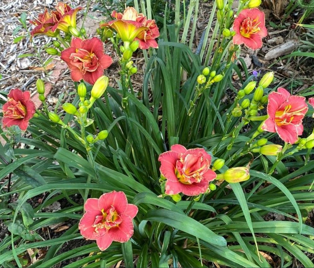 Miniature Daylily 'Two To Tango', 3" Rose Double Blooms, 20" Scape Height