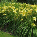 Daylily 'Prairie Moonlight' Light Lemon Yellow Fragrant 8" Flowers on 34" Scapes