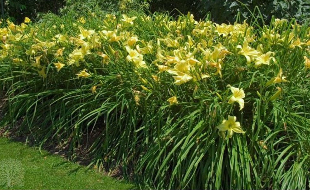 Daylily 'Prairie Moonlight' Light Lemon Yellow Fragrant 8" Flowers on 34" Scapes