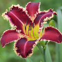 Daylily 'Larry's Twilight Bite' Cranberry Purple Large 8-9" Blooms on 31" Scapes