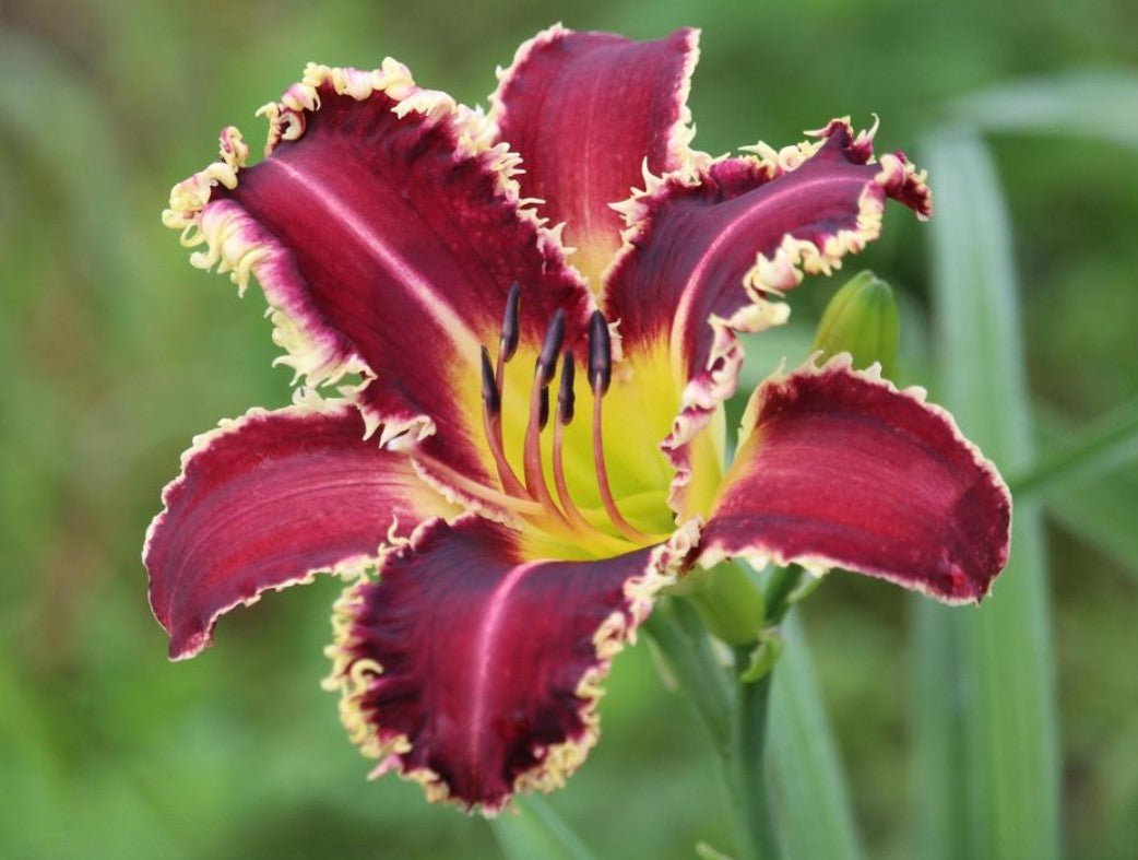 Daylily 'Larry's Twilight Bite' Cranberry Purple Large 8-9" Blooms on 31" Scapes