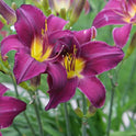 Wayside King Royale Daylily, 36" Scapes, 6" Fragrant Purple Blooms