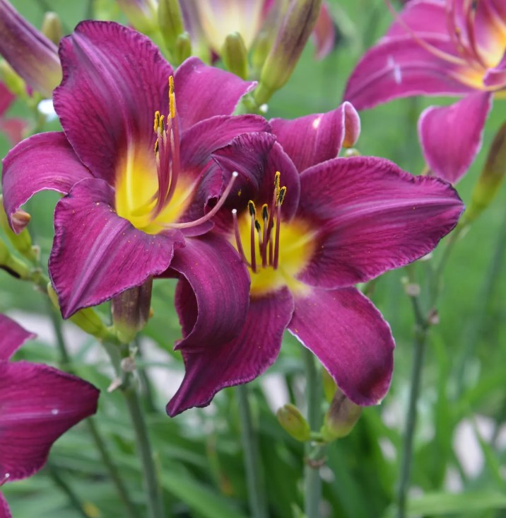Wayside King Royale Daylily, 36" Scapes, 6" Fragrant Purple Blooms
