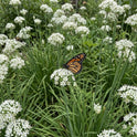 Garlic Chives Allium Tuberosum, Tall White Late Summer Flowers, 10 Bulbs – additional view