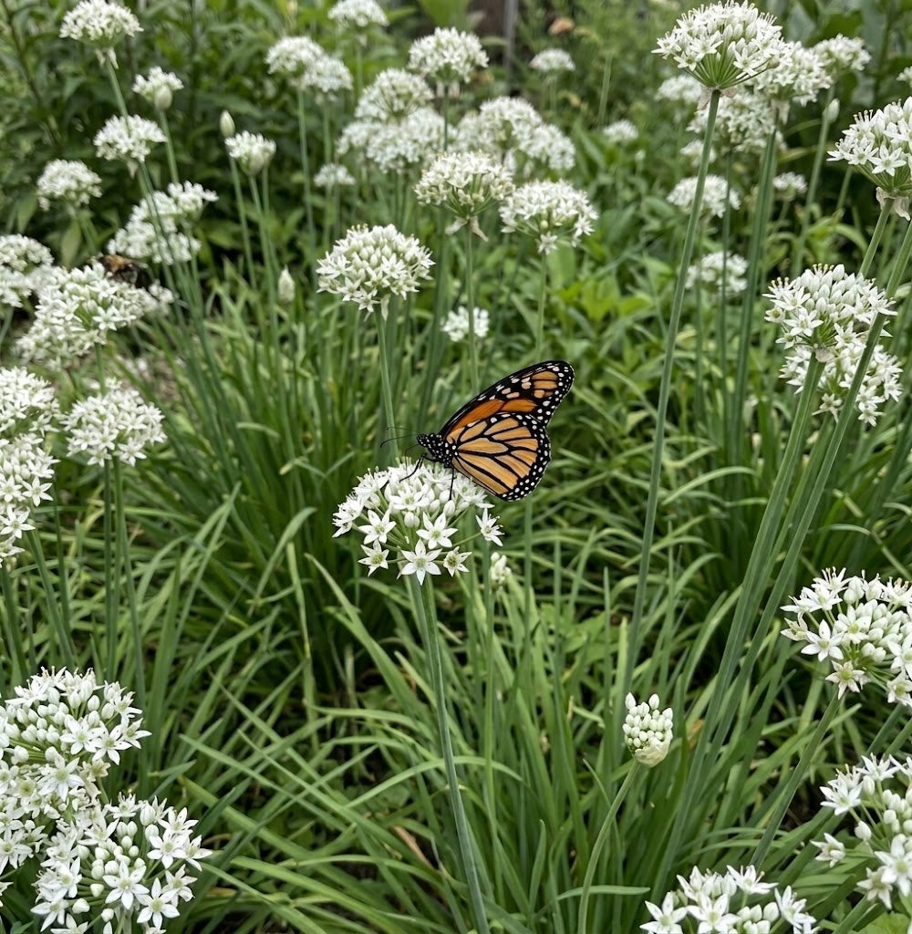 Garlic Chives Allium Tuberosum, Tall White Late Summer Flowers, 10 Bulbs – additional view