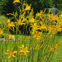 Daylily 'Autumn Minaret' Orange Yellow 4" Blooms on Tall 70" Scapes
