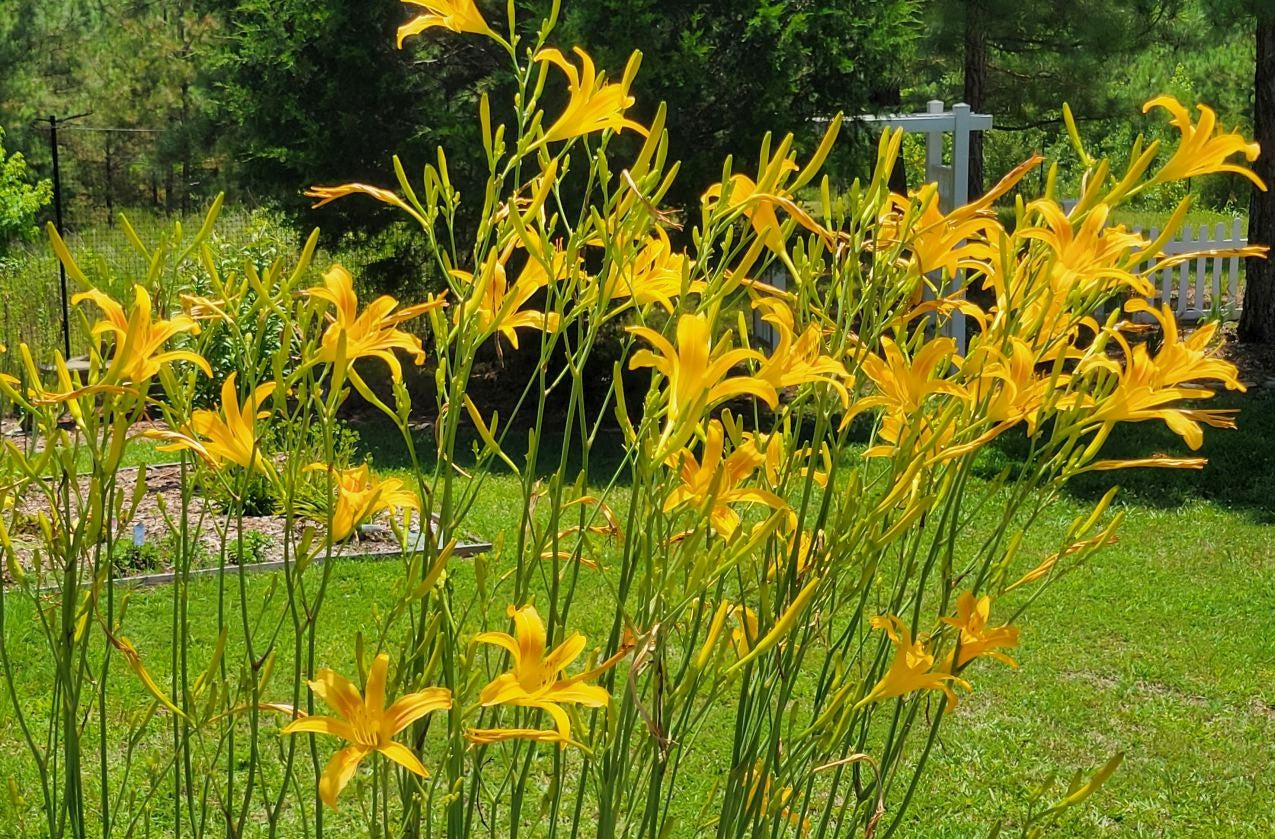 Daylily 'Autumn Minaret' Orange Yellow 4" Blooms on Tall 70" Scapes