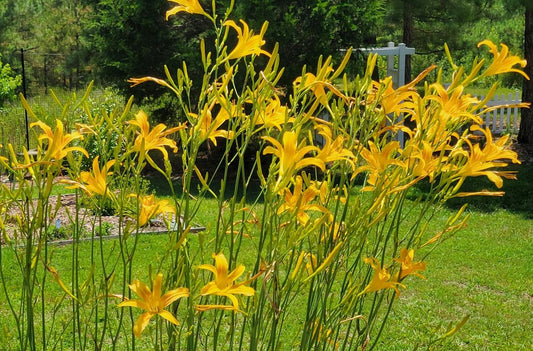 Daylily 'Autumn Minaret' Orange Yellow 4" Blooms on Tall 70" Scapes