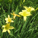 Daylily 'Prairie Moonlight' Light Lemon Yellow Fragrant 8" Flowers on 34" Scapes
