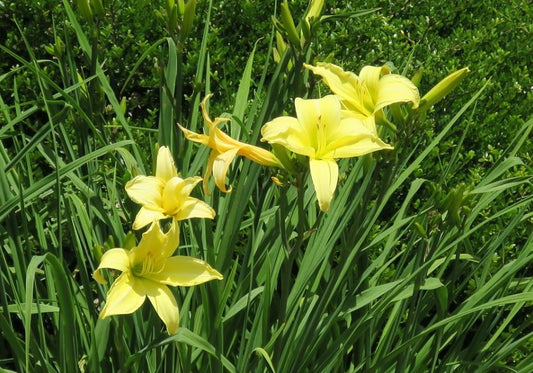 Daylily 'Prairie Moonlight' Light Lemon Yellow Fragrant 8" Flowers on 34" Scapes
