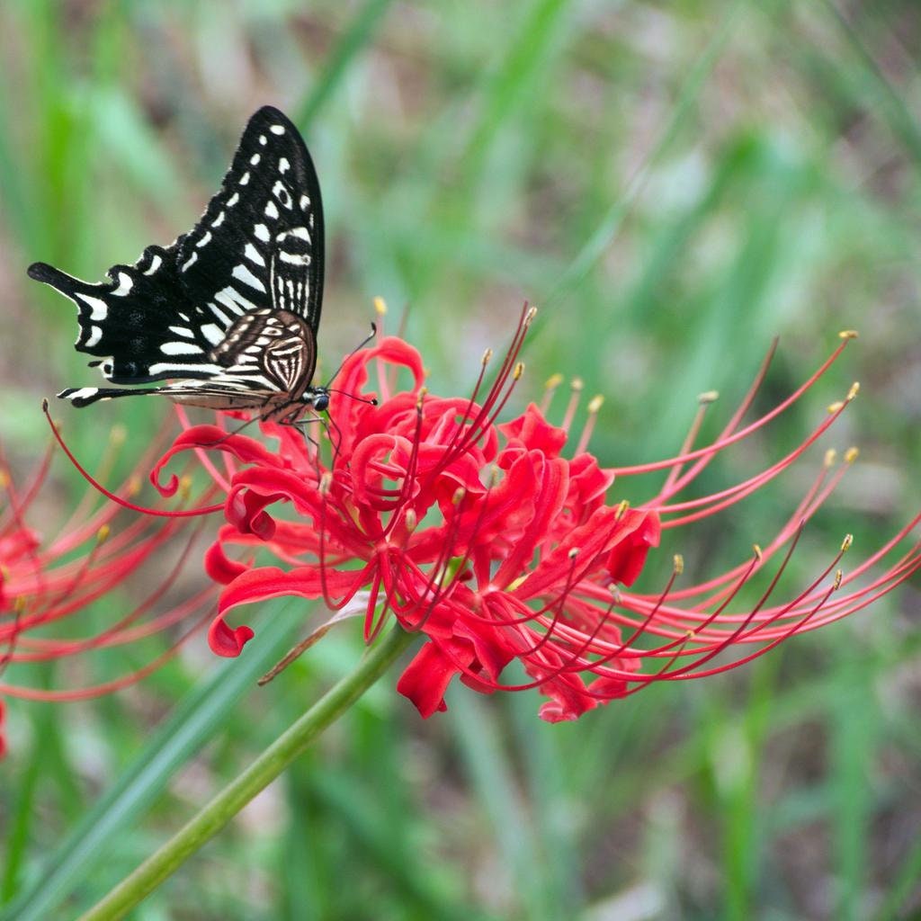 Red Spider Lily, Lycoris Radiata, Magic Lily Amaryllis Heirloom Bulbs, Set of 2