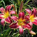 Daylily 'Vampire Fish' 9" Toothed Edged Rose Pink Blooms on 38" Scapes