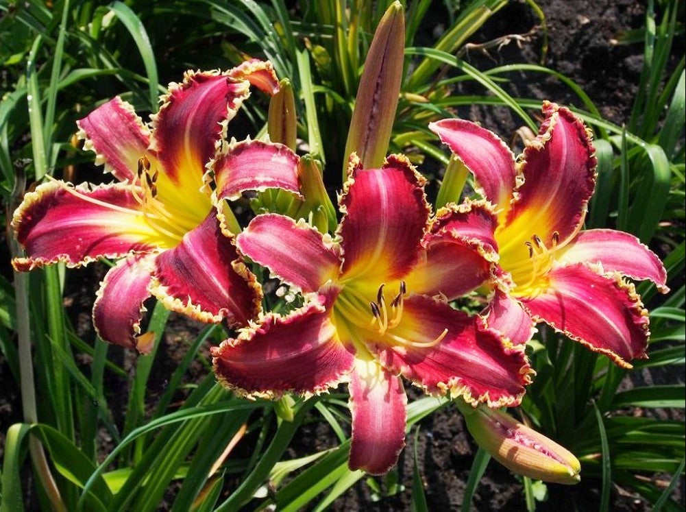 Daylily 'Vampire Fish' 9" Toothed Edged Rose Pink Blooms on 38" Scapes