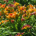 Daylily 'Cluster Muster' Vibrant Fragrant 5" Orange Double Blooms, 24" Scapes