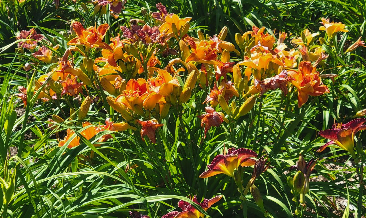 Daylily 'Cluster Muster' Vibrant Fragrant 5" Orange Double Blooms, 24" Scapes