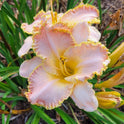 Daylily 'Enchanted April' 5 1/2" Pink Lavender Blooms on 24" Flower Scapes
