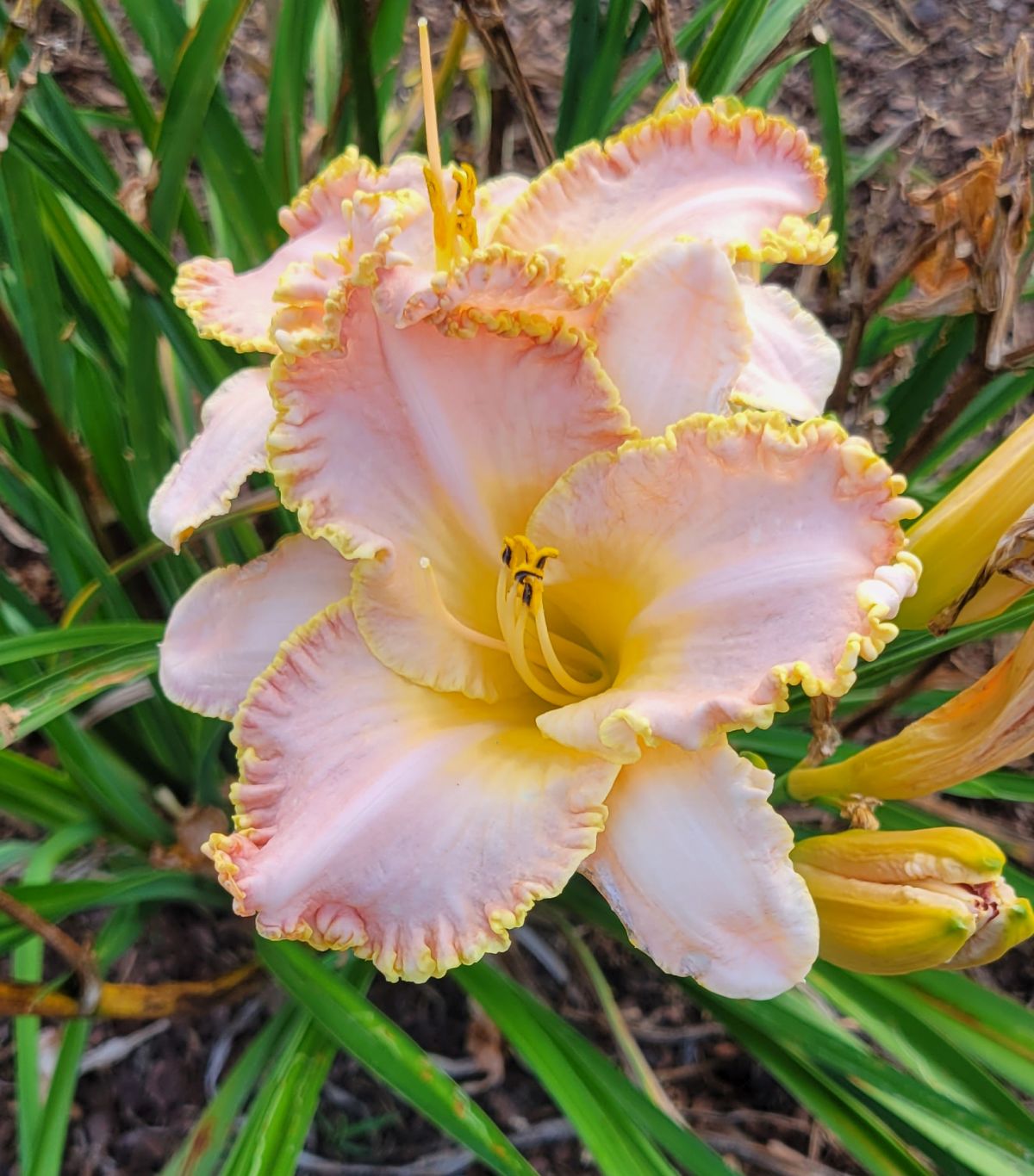 Daylily 'Enchanted April' 5 1/2" Pink Lavender Blooms on 24" Flower Scapes