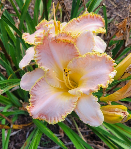 Daylily 'Enchanted April' 5 1/2" Pink Lavender Blooms on 24" Flower Scapes