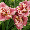 Daylily 'Spotted Fever' Double Fragrant Dusty Rose Blooms on 22" Flower Scapes