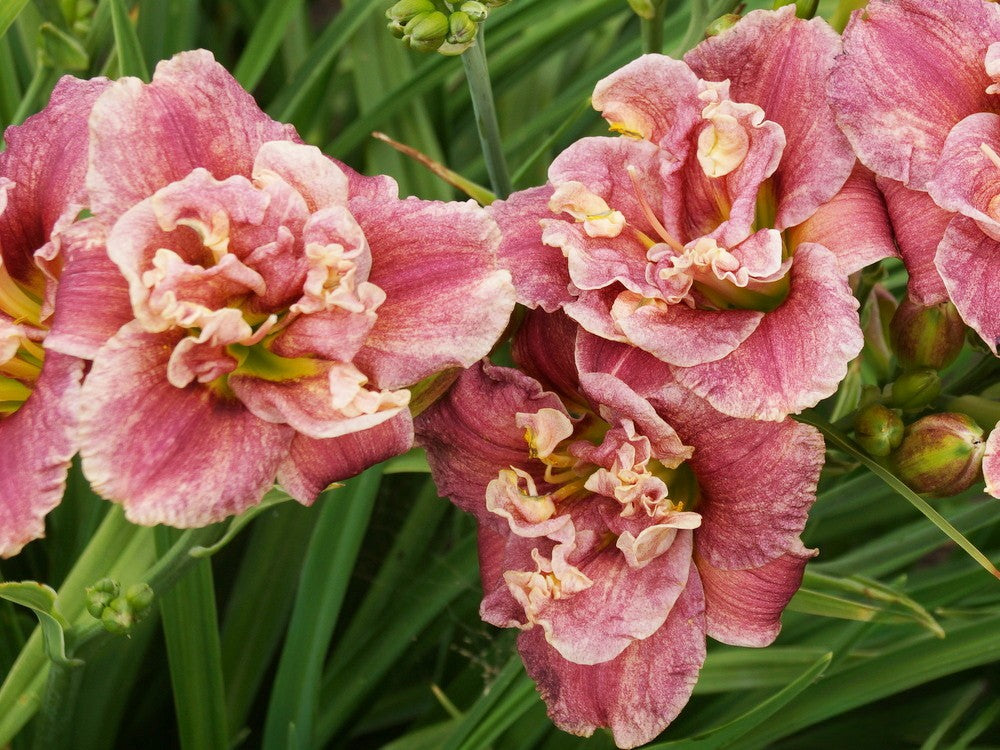 Daylily 'Spotted Fever' Double Fragrant Dusty Rose Blooms on 22" Flower Scapes