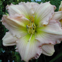 Daylily 'Surprisingly Pink' Showy Pastel Pink 6" Blooms on 18" Scapes