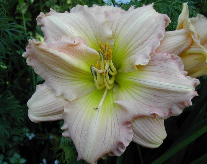 Daylily 'Surprisingly Pink' Showy Pastel Pink 6" Blooms on 18" Scapes