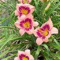 Daylily 'Wineberry Candy' 4 3/4" Salmon Pink Fragrant Blooms on 22" Scapes