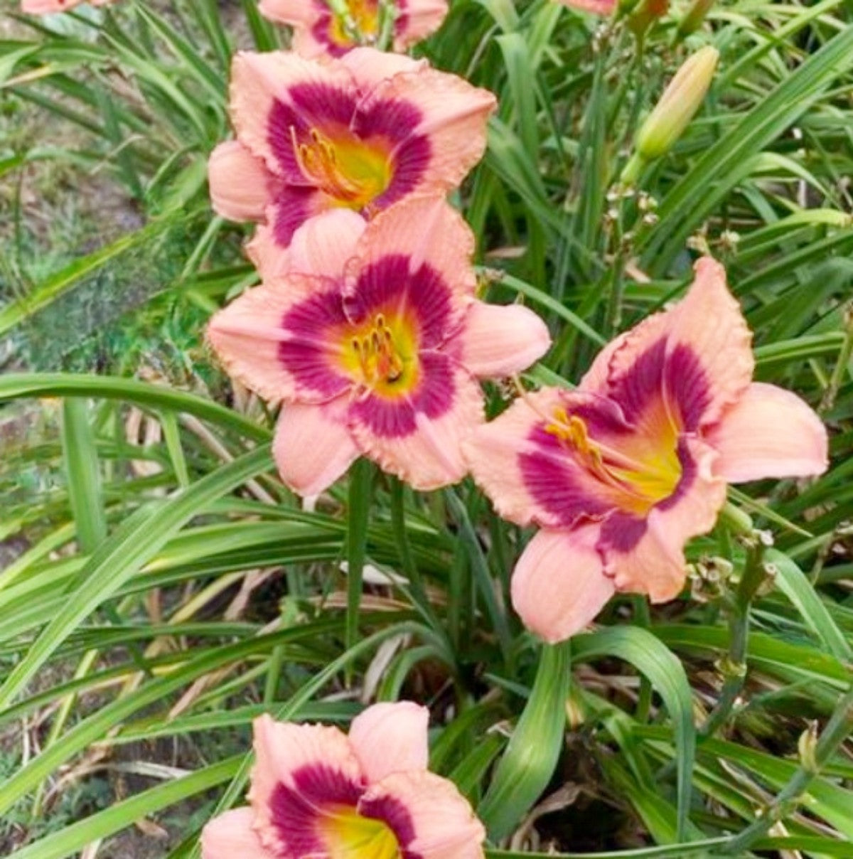 Daylily 'Wineberry Candy' 4 3/4" Salmon Pink Fragrant Blooms on 22" Scapes