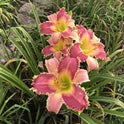 Daylily 'Wolverine' Rose Pink 7 1/4" Edged, Toothed Blooms, 38" Scape Height
