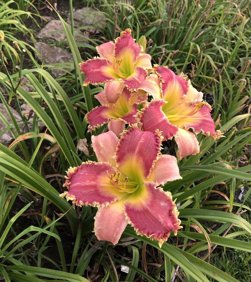 Daylily 'Wolverine' Rose Pink 7 1/4" Edged, Toothed Blooms, 38" Scape Height