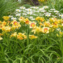 Daylily 'Monterrey Jack' 5 1/2" Bright Yellow Blooms on 24" Flower Scapes