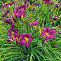 Wayside King Royale Daylily, 36" Scapes, 6" Fragrant Purple Blooms