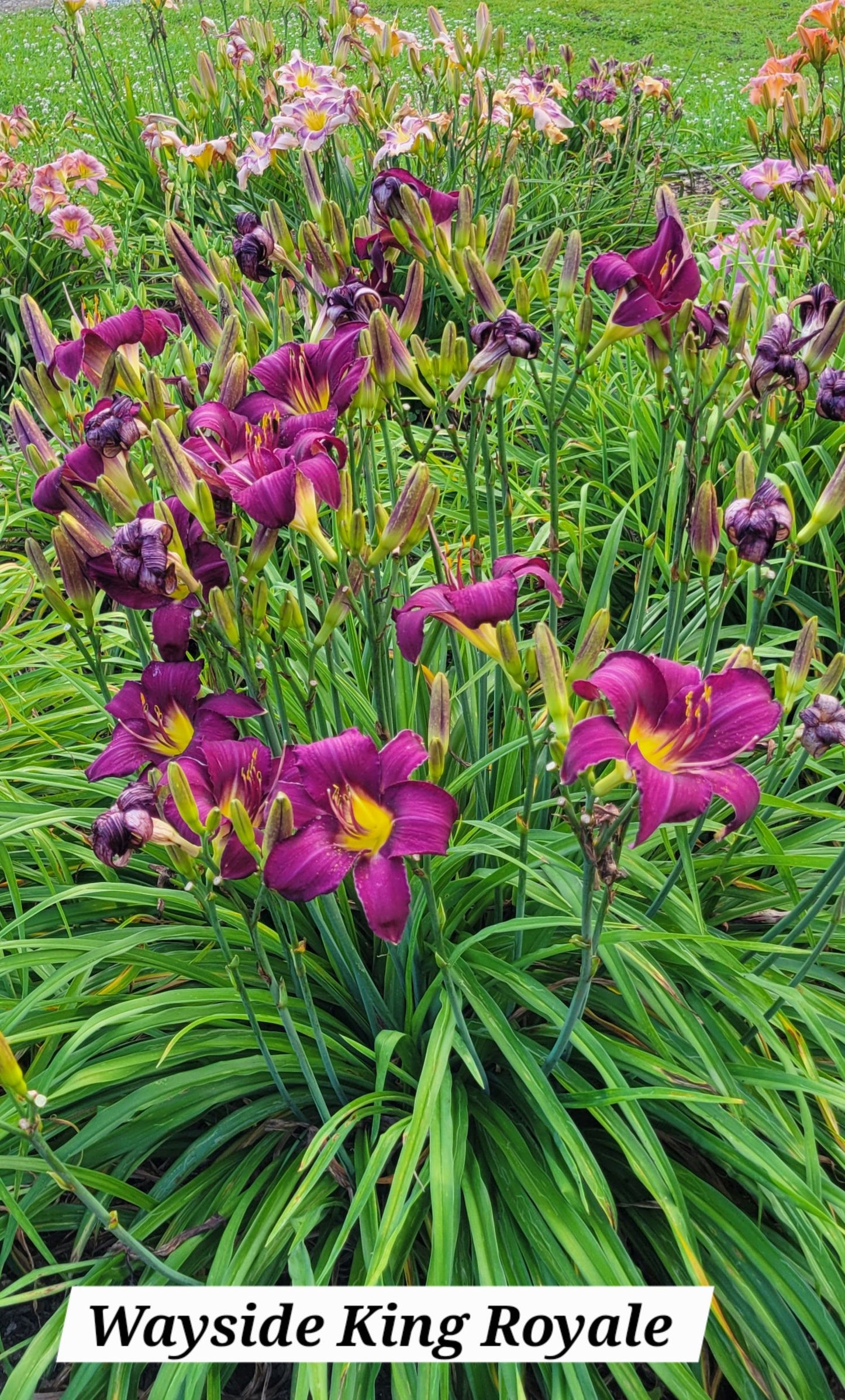 Wayside King Royale Daylily, 36" Scapes, 6" Fragrant Purple Blooms