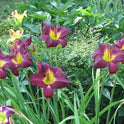 Daylily 'Through Dark Waters' Deep Purple 6" Blooms on 30" Scapes