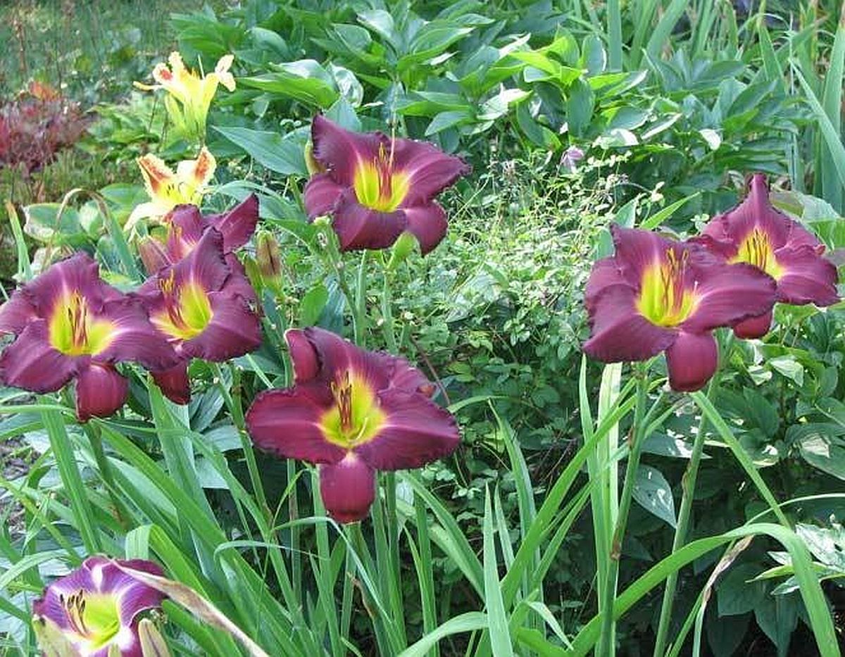Daylily 'Through Dark Waters' Deep Purple 6" Blooms on 30" Scapes