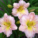 Daylily 'Surprisingly Pink' Showy Pastel Pink 6" Blooms on 18" Scapes