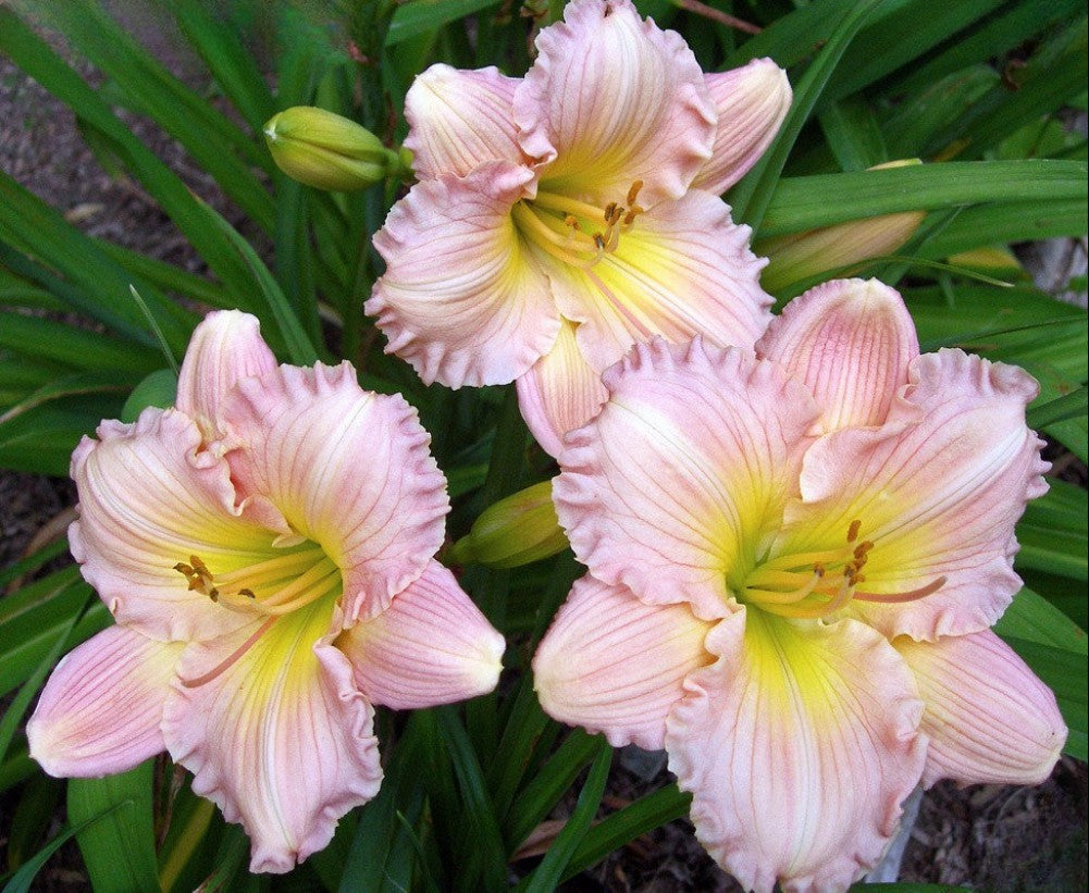 Daylily 'Surprisingly Pink' Showy Pastel Pink 6" Blooms on 18" Scapes