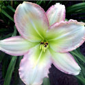 Forsyth Flaming Snow Daylily, Near White with Pink Edges, 6" blooms, 32"