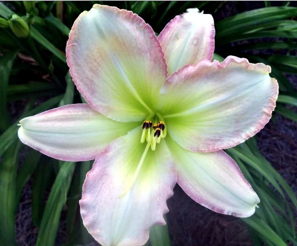 Forsyth Flaming Snow Daylily, Near White with Pink Edges, 6" blooms, 32"