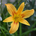Daylily 'Autumn Minaret' Orange Yellow 4" Blooms on Tall 70" Scapes