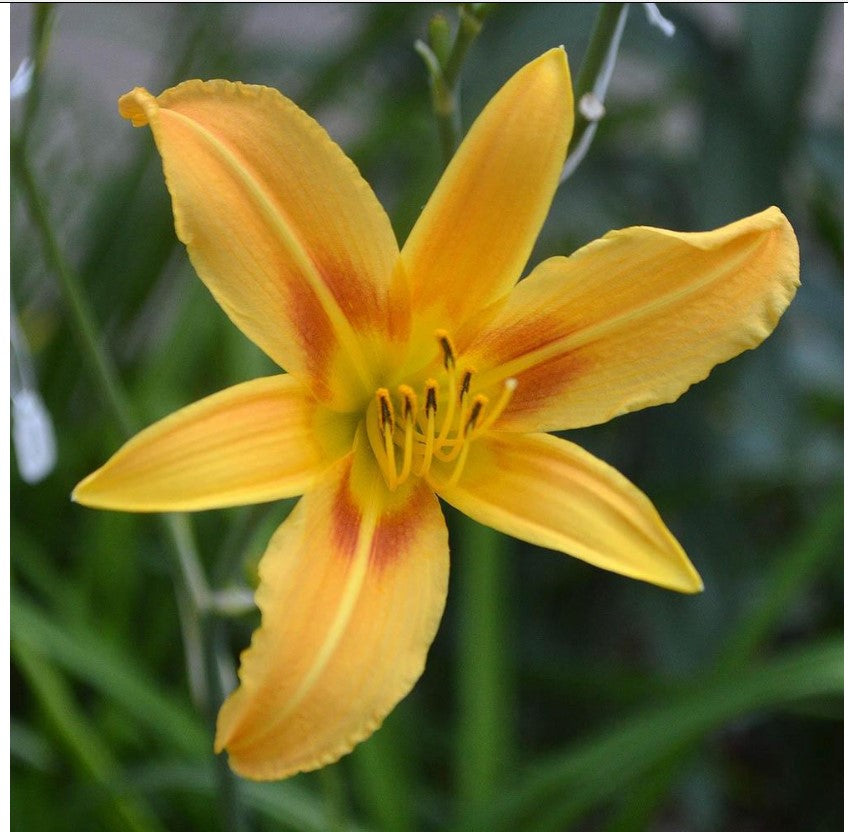Daylily 'Autumn Minaret' Orange Yellow 4" Blooms on Tall 70" Scapes