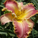 Daylily 'Wolverine' Rose Pink 7 1/4" Edged, Toothed Blooms, 38" Scape Height