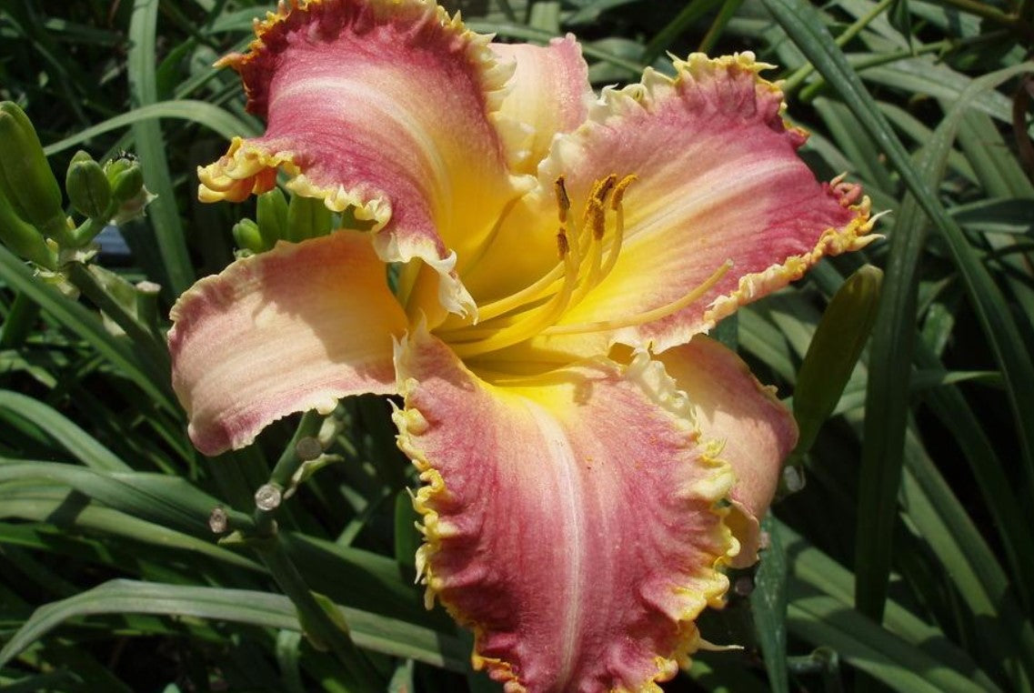 Daylily 'Wolverine' Rose Pink 7 1/4" Edged, Toothed Blooms, 38" Scape Height