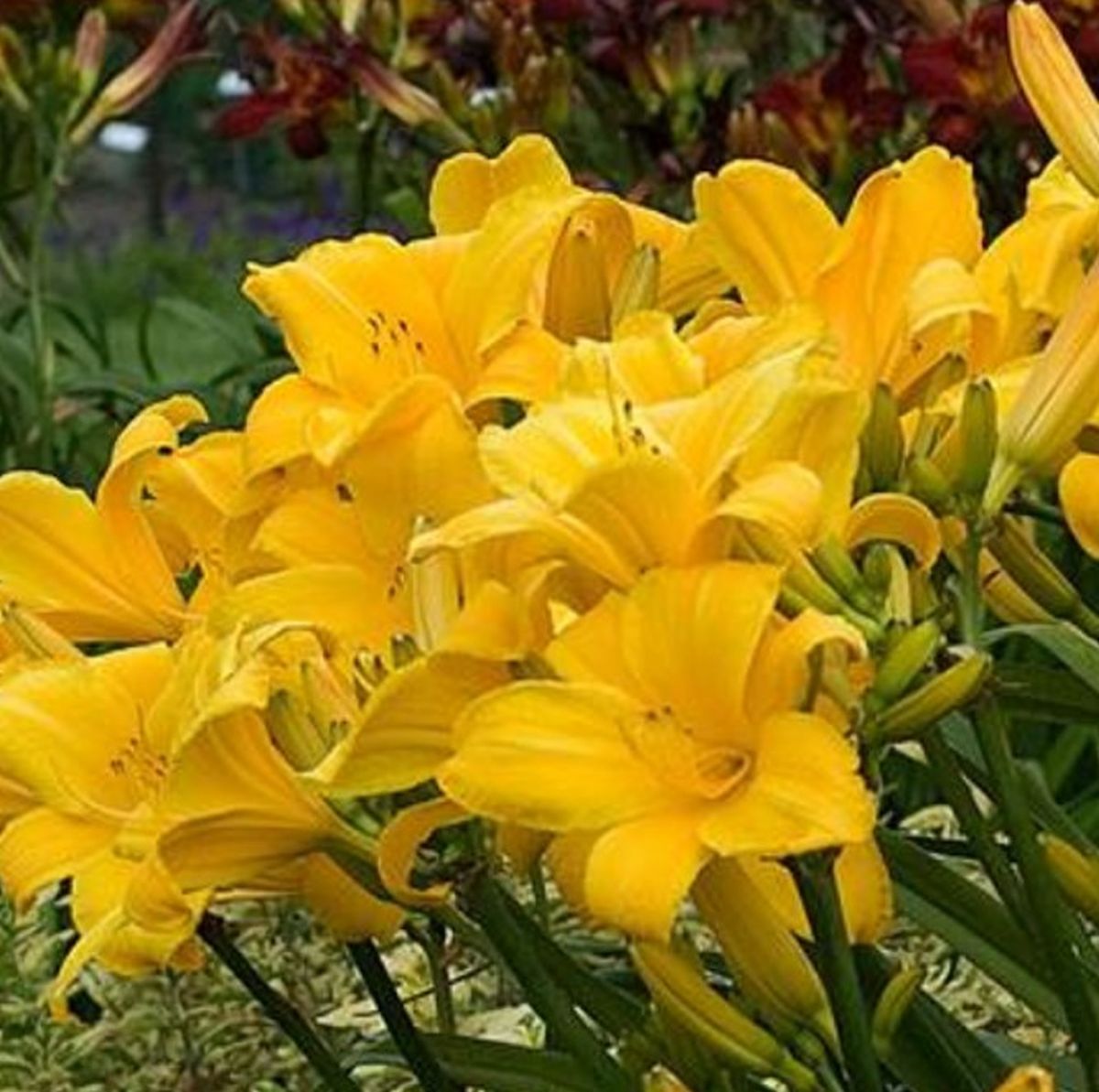 Daylily 'Buttered Popcorn' 6" Golden Yellow Blooms, 32" Scapes, Repeat Bloomer