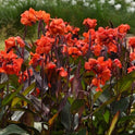 Cannova Bronze Orange Canna Lily, Bright Tropical Blooms, Burgundy Green Leaves
