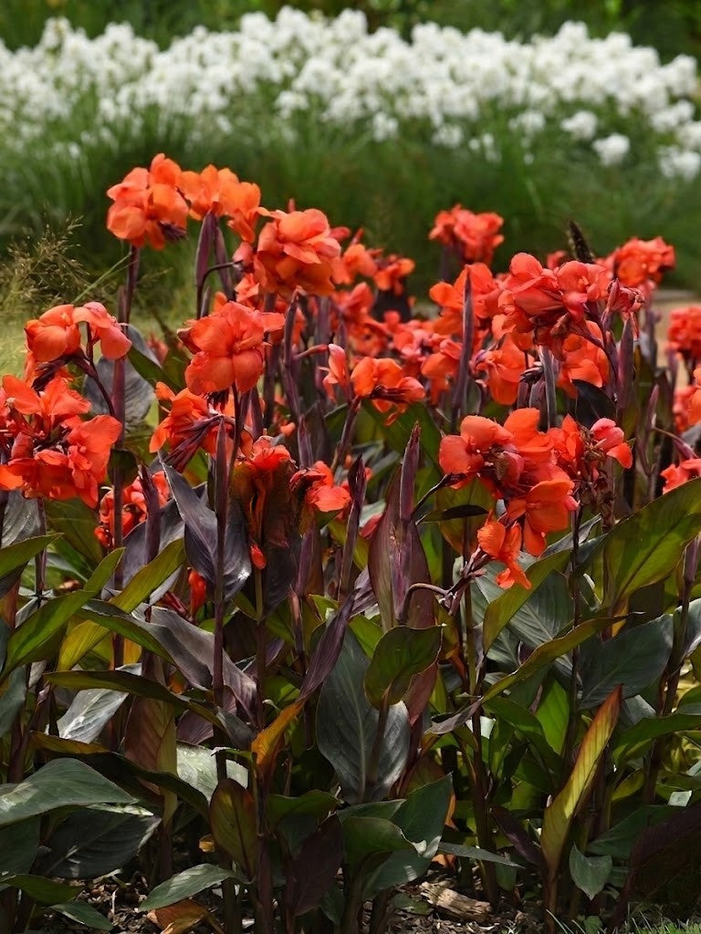 Cannova Bronze Orange Canna Lily, Bright Tropical Blooms, Burgundy Green Leaves