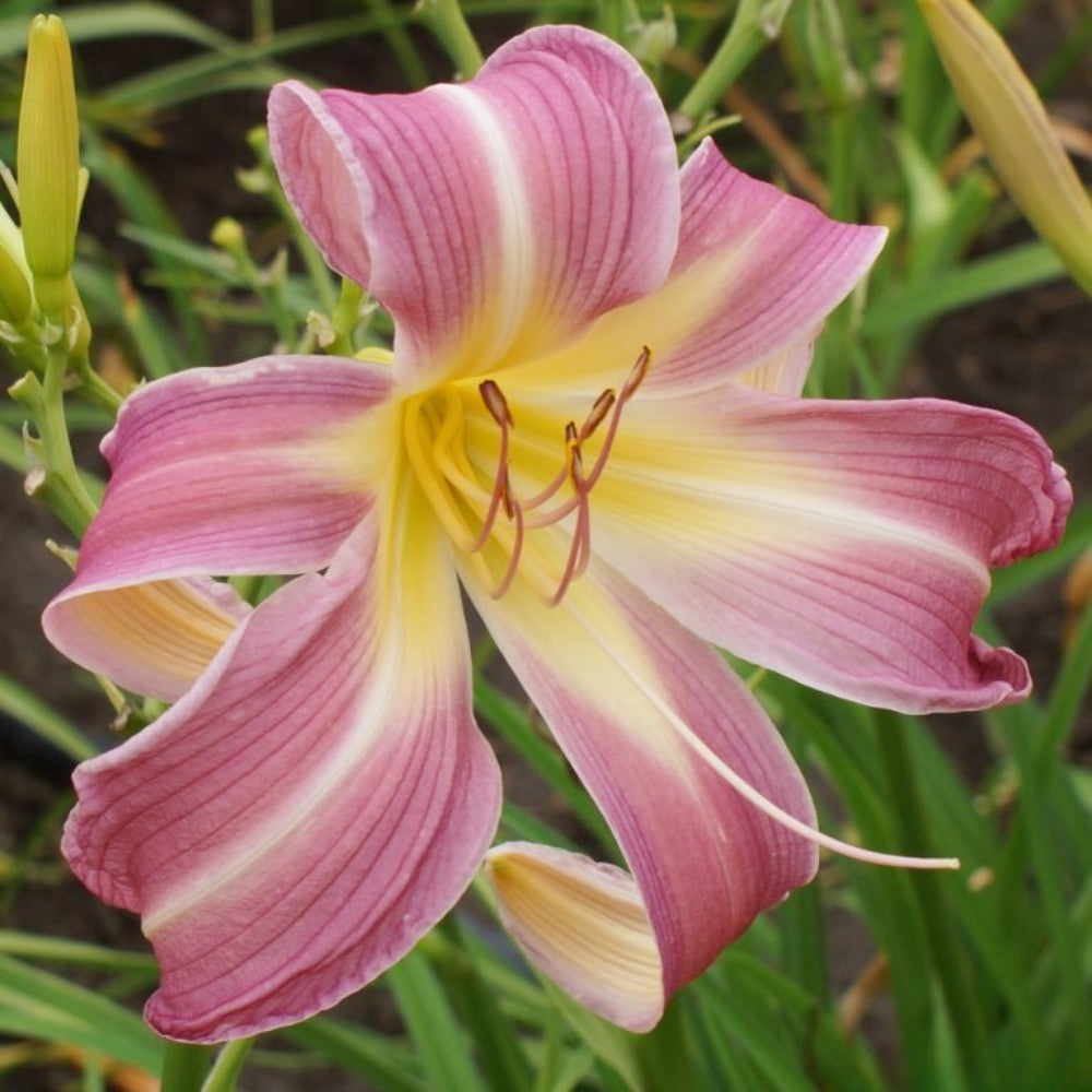 Daylily 'Orchid Corsage' Huge, Showy Lavender Pink 7.5" Blooms on 32" Scapes