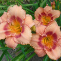 Daylily 'Strawberry Candy' 4 1/4" Coral Pink Blooms on 26" Flower Scapes