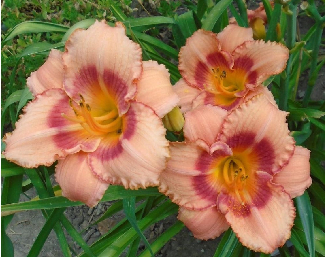 Daylily 'Strawberry Candy' 4 1/4" Coral Pink Blooms on 26" Flower Scapes