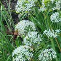 Garlic Chives Allium Tuberosum, Tall White Late Summer Flowers, 10 Bulbs – different angle